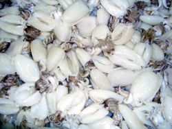 ���������� yamashita cuttlefish